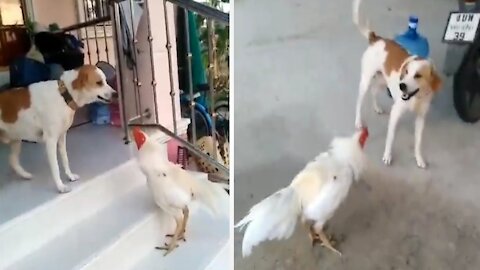 Dog vs Rooster Fight To Death Scene