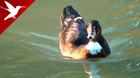 Ducks and Muscovy Ducks in the River