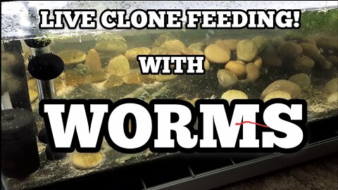 Live Clone Feeding!