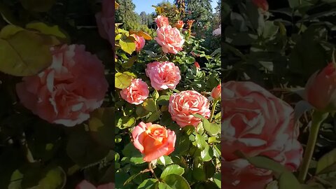 Beautiful Rose Garden #travel #flowers #trend #trending #shorts #short #shortvideo #rose