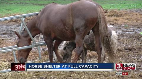 Horse shelter at full capacity, facing hay price increase