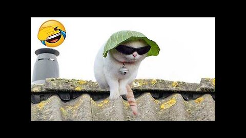 New Funny Videos 2024 😍 Cutest Cats and Dogs 🐱🐶 Part 2