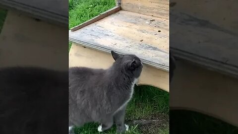 A Chonker and a FluffBall birdwatching