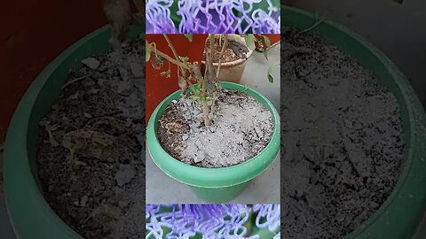 How to grow supper quality Chrysanthemum plant in a pot Home #shorts Kheti Power