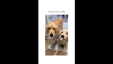 Peanet_Butter_😊_is_life_of_my_dogs_😋_licking_both_my_cuties_peanet_butter