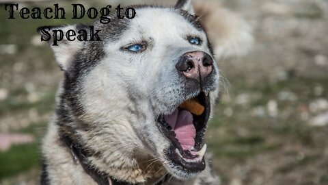 Teach Dog To Speak