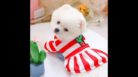 Cute Pomeranian dog funny and amazing activity