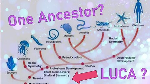 Is There a Single "Last Universal Common Ancestor" (LUCA) for All Living Things?