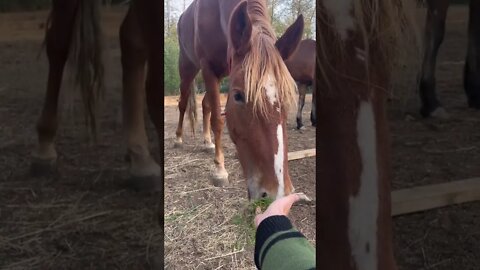 Fulfilling My Childhood Dream By Getting Mustangs