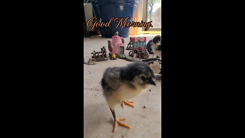 Morning chick