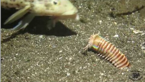 Amazing Feeding to the Bobbit Worm!!!!