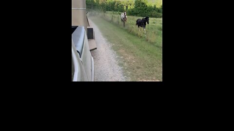 Mares chasing truck and horse trailer down the road