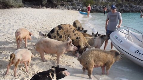 Cruising The Bahamas (Sea Turtles, Swimming Pigs & Thunderball Grotto) - Ep. 18