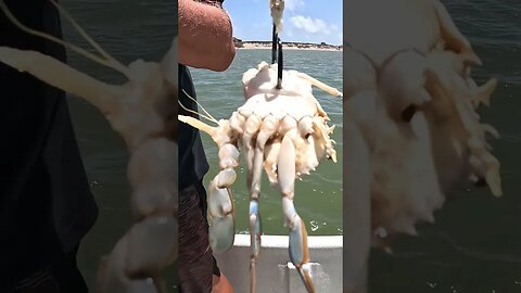 🎣🎏🦈 Mason's Bull Red in Port O'Connor, TX | Full Video Here: https://youtu.be/xx2Oigp6YHE