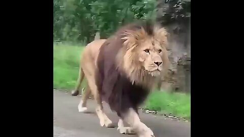 closr encounter with a Lion