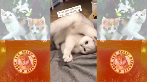 Funny Cats! 😹 Sometimes In Life, You ‘Miss A Step’ 😹 (#133) #Clips