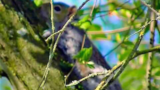 IECV NV #214 - 👀 Grey Squirrel Up The Filbert Tree🐿️ 4-1-2016