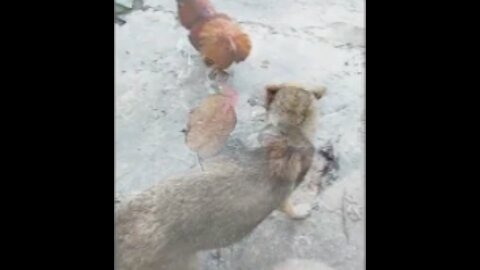 Chicken fighting with a dog, how does that work out?