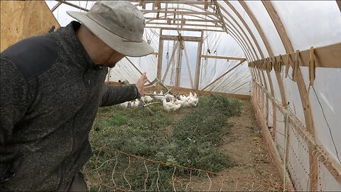 How To Winterize Chickens in a Greenhouse | All You Need To Know