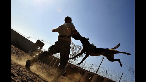 best training for dog, best training for flying dog,