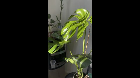 Swiss cheese plant Update