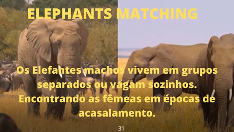 ELEPHANTS MATCHING