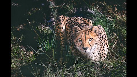 Cheetah attack on buffalo