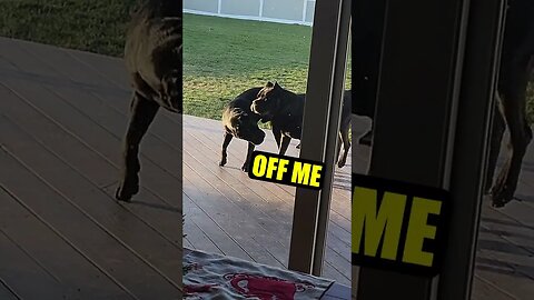 Puppy Getting Sassy with Cane Corso #shorts #funnydogs #dog #funnyanimals