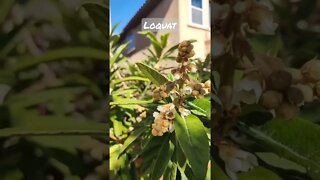 loquat flowering #viral #viralshorts #shorts #fruittrees #gardening GreenMangoes