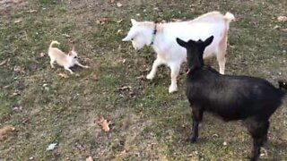 An unlikely friendship between two goats and a chihuahua