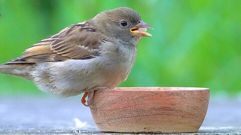 More of the House Sparrow Feeding Bowl. More Sparrow Chirping