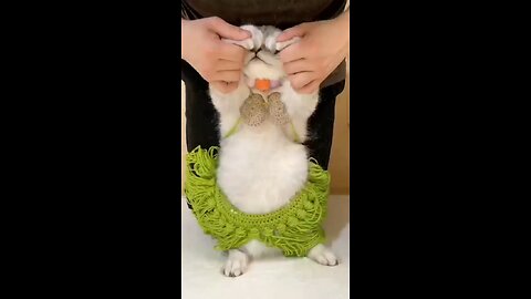 Cat belli dance funny video 😂😂😂🤣🤣