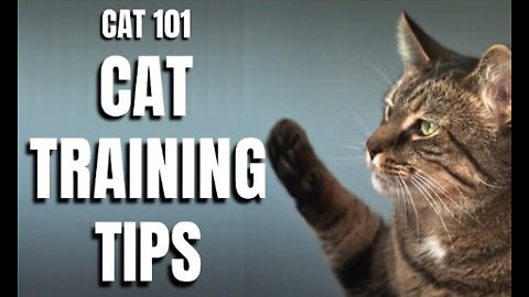 Basic Cat Training Tips 101