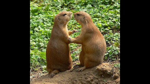 Animal sounds for kids. Learn the animals and their cries in French.