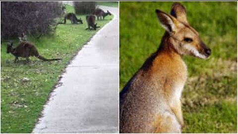 Branco di simpatici canguri invade un parco