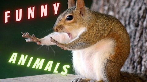 Funny animals