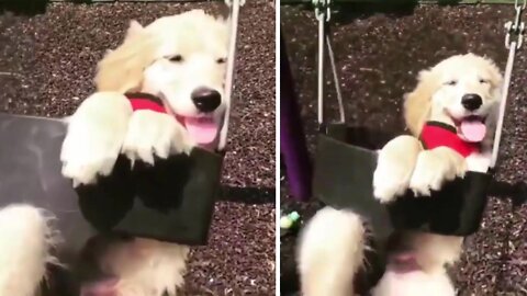 Puppy having Fun Swinging 🤣😂