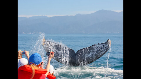 Blue Whale blowing 100 meter from the boat - Thore Noernberg Whale Watching