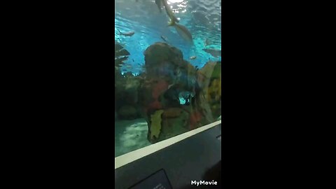 my Toronto Ontario Canada fish aquarium tour