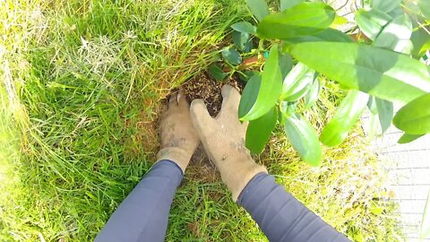 PLANTING RARE FRUIT VINES and BUSHES | Clematis, Haskap, Hardy Kiwi, Porcelain Berry