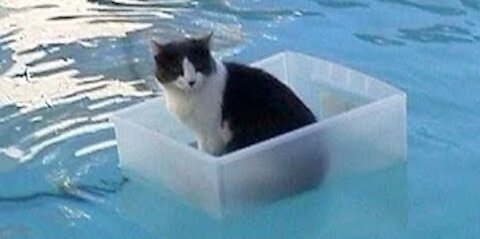 Cat on the Pool - Likes to float and swim