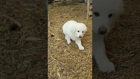 #guarddog #greatpyreneese #anatolianshepherd #cute #puppies #homesteading #farm #farmanimals