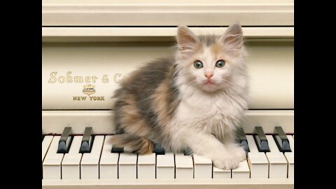 Cat Playing Piano Like A Pro