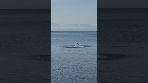 Sea Otters and Crusie ship #seaotter sea otter #crusieship #shipspotting #oceanwaves #wildlife