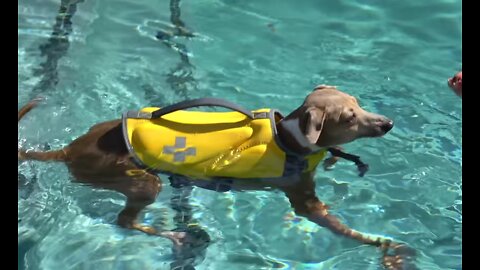 Teach your dog how to "SWIM"