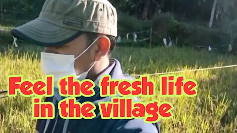 Feel the fresh life in the village