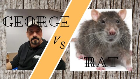 George vs rat