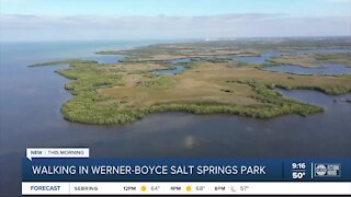 Walking Club: Exploring Werner-Boyce Salt Springs State Park