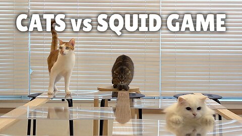 Cats vs Squid Game | Kittisaurus