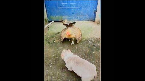 Chicken vs dog fight- dog fight videos😂